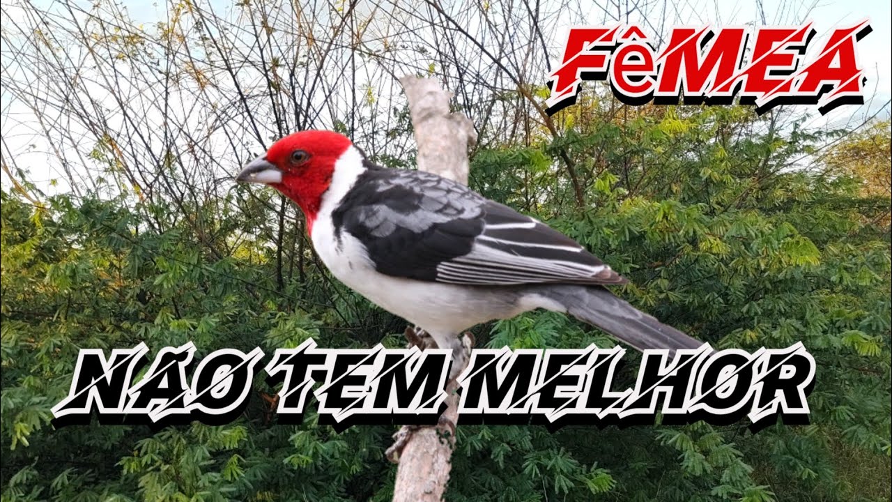 fêmea de galo de campina chamando para esquentar o macho