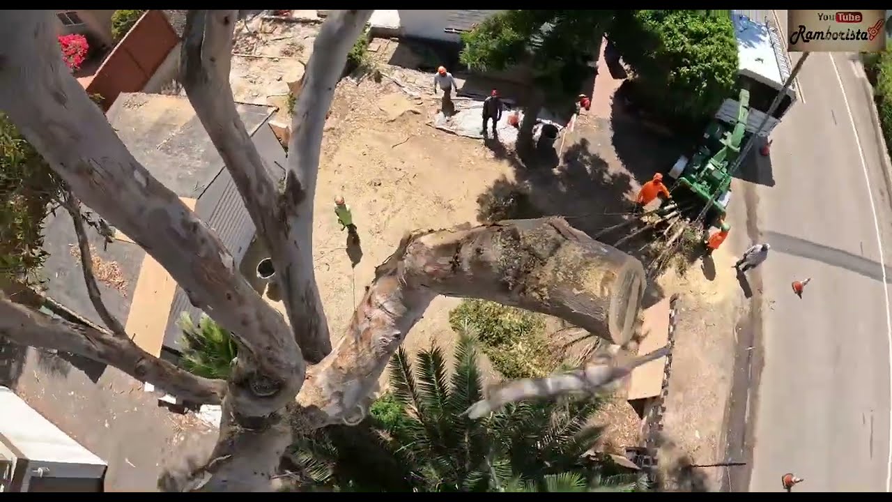 Derribo de eucalipto complicado por ramas delgadas
