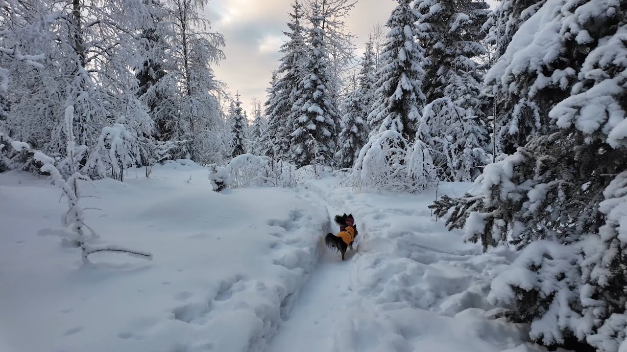 Forest walking