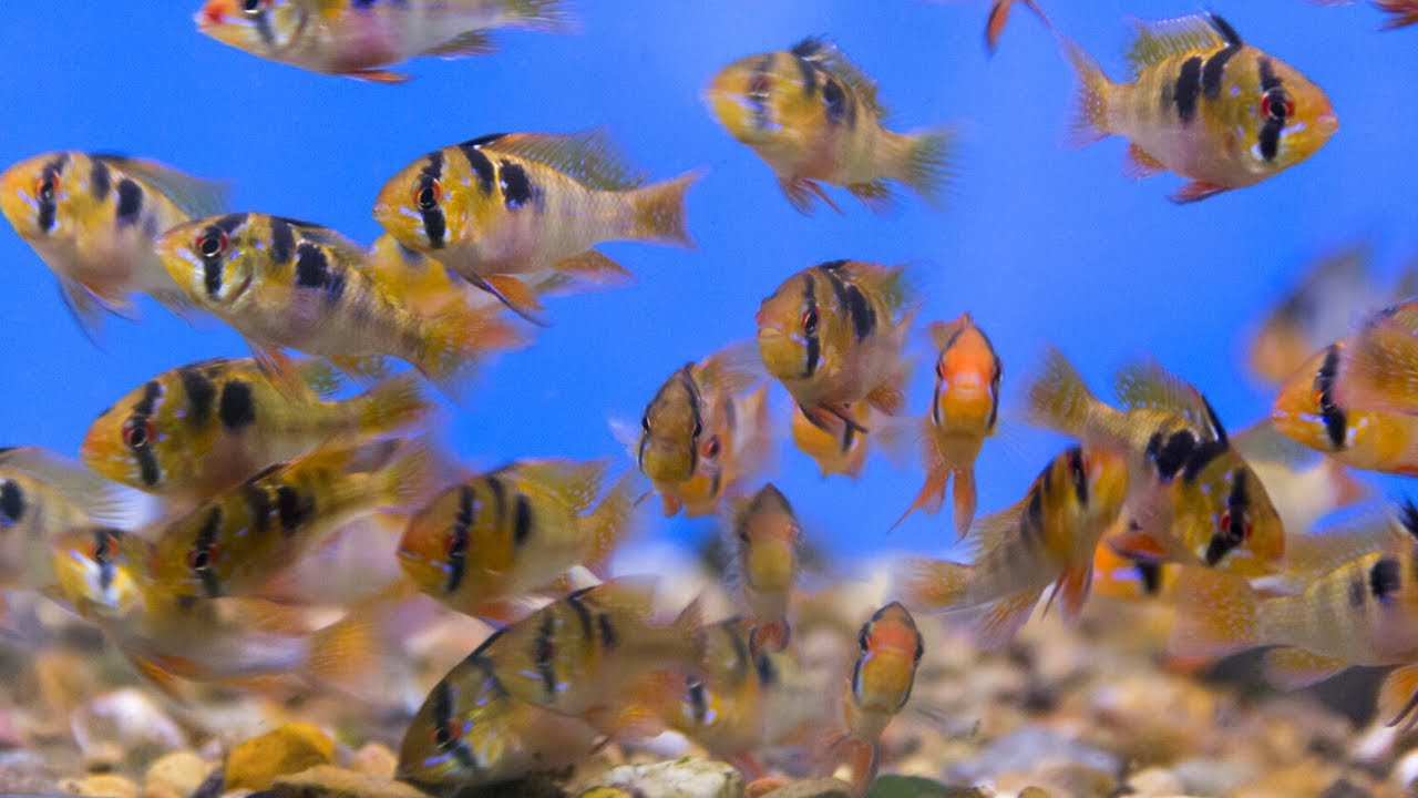THOUSANDS of RARE Ram Cichlids! How to Breed Rams Cichlids Easily!