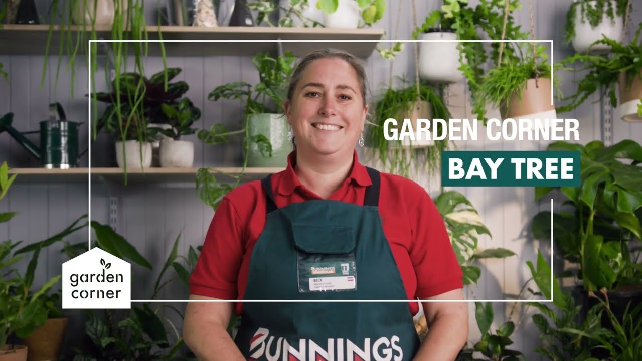 Как вырастить и ухаживать за здоровым лавровым деревом — Bunnings Warehouse