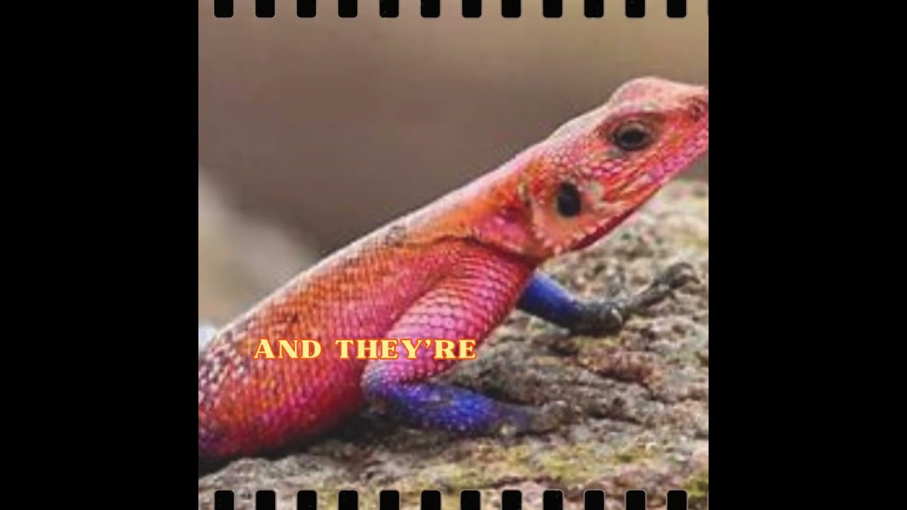 AGAMAS