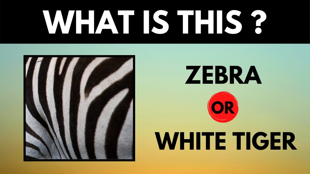 Zoomed-In Picture Puzzles | Can You Guess The Object Game?