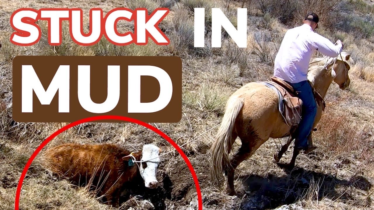 Crossing Cow Herd Over Mud: How Many Will Get Stuck? Vlog 21