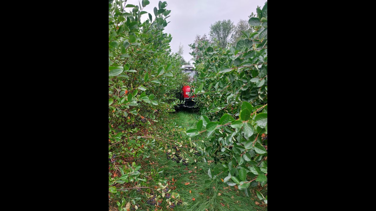 Aronia Ernte 2023 mit Halbreihen Erntemaschine