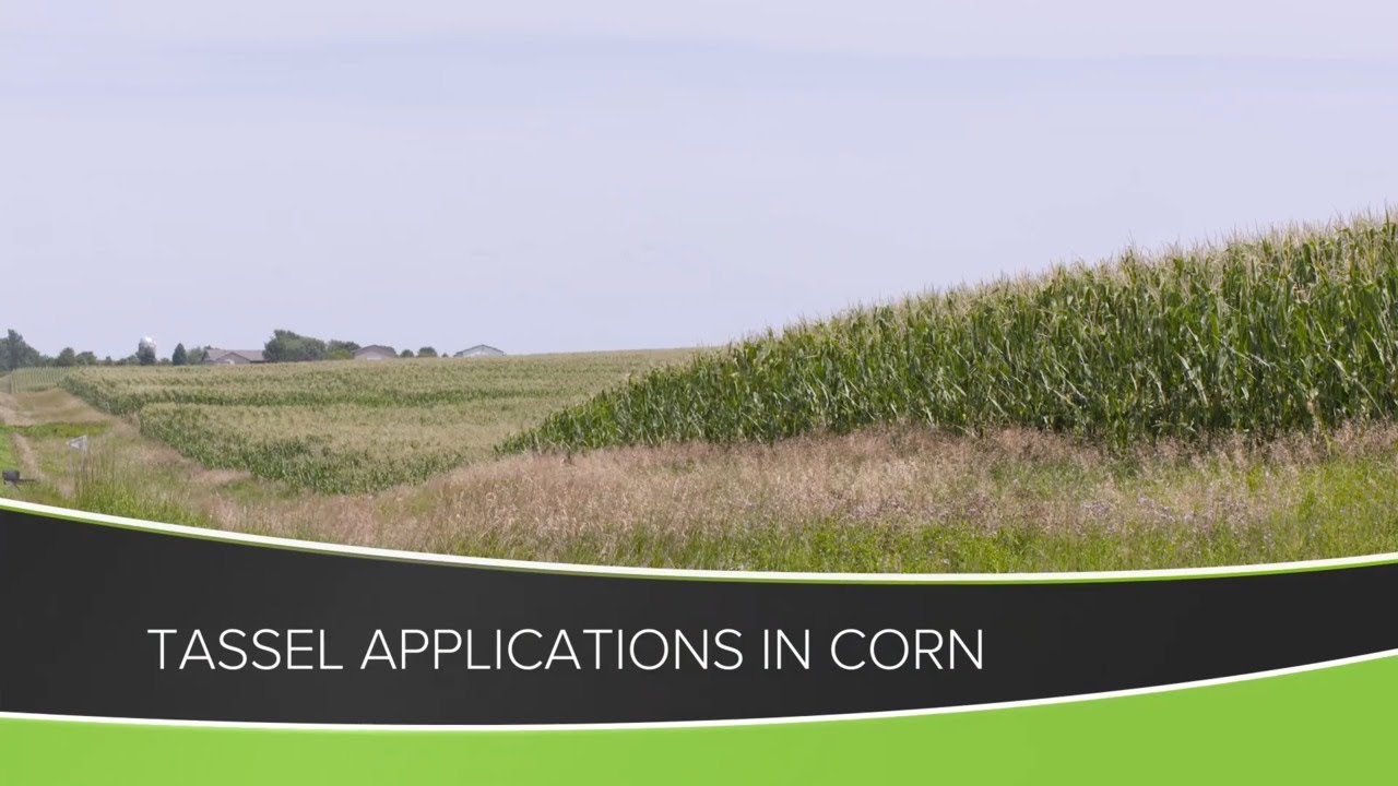 Tassel Applications in Corn (From Ag PhD #1159 - Air Date 6-21-20)