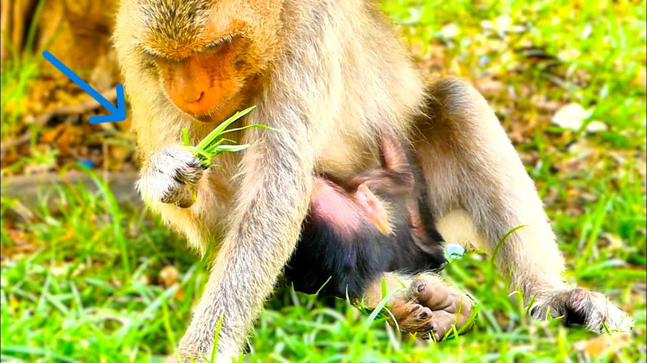 Newborn Monkey’s First Meal: Mother Serves Fresh Grass