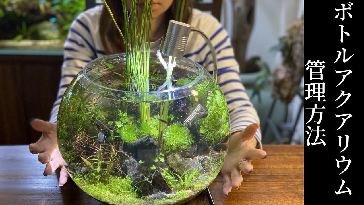 【ボトルアクアリウム】メンテナンスと綺麗な水質の維持方法(差戻しと水替えしていくー)