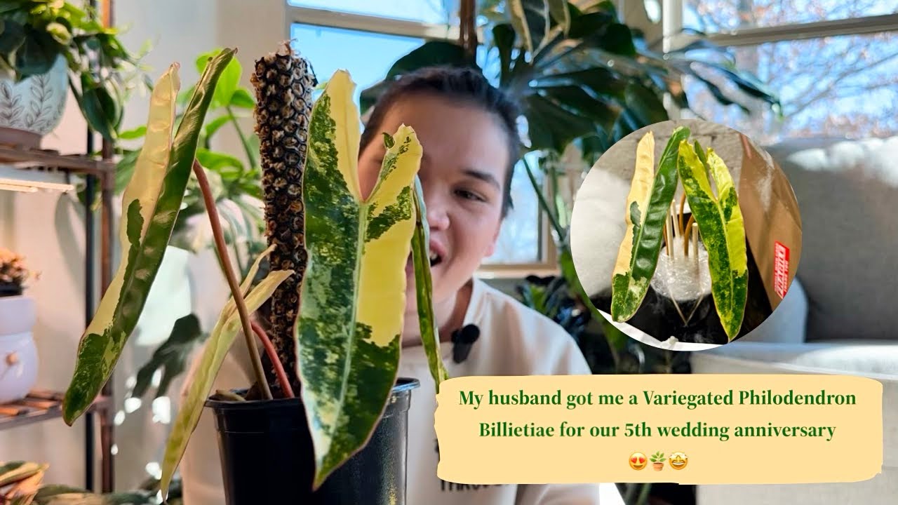 MY DREAM PLANT! Variegated Philodendron Billietiae! 😍🌿 thank you HUBBY!❤️ repot | DIY moss pole