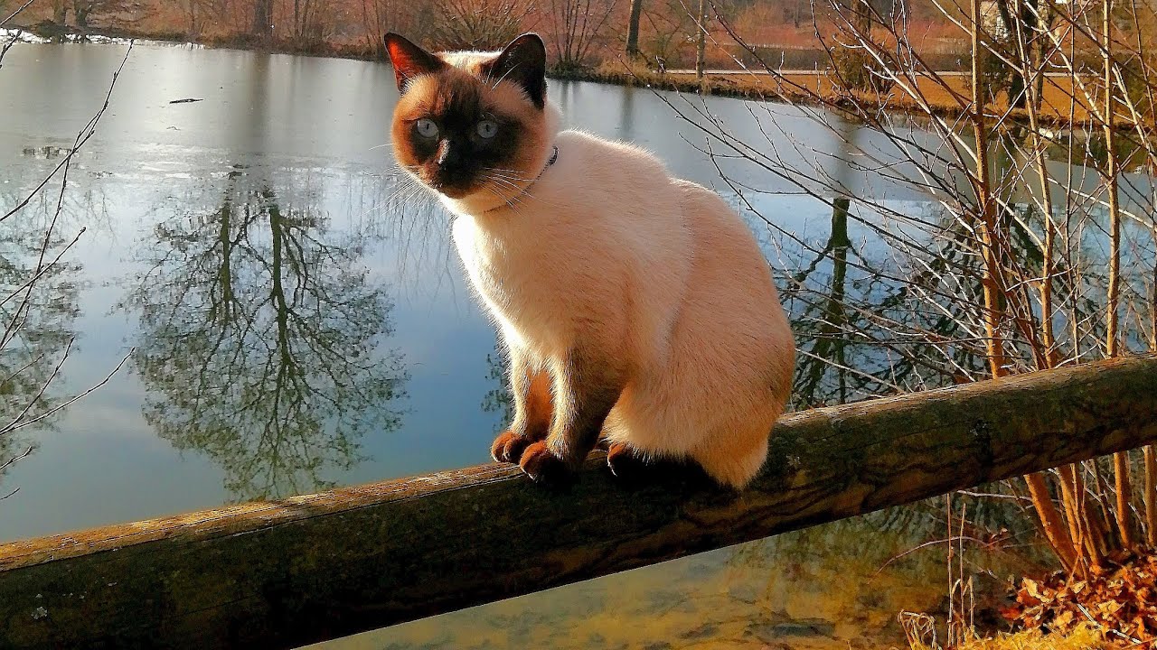 Сиамский кот / Bad Griesbach im Rottal Kurpark