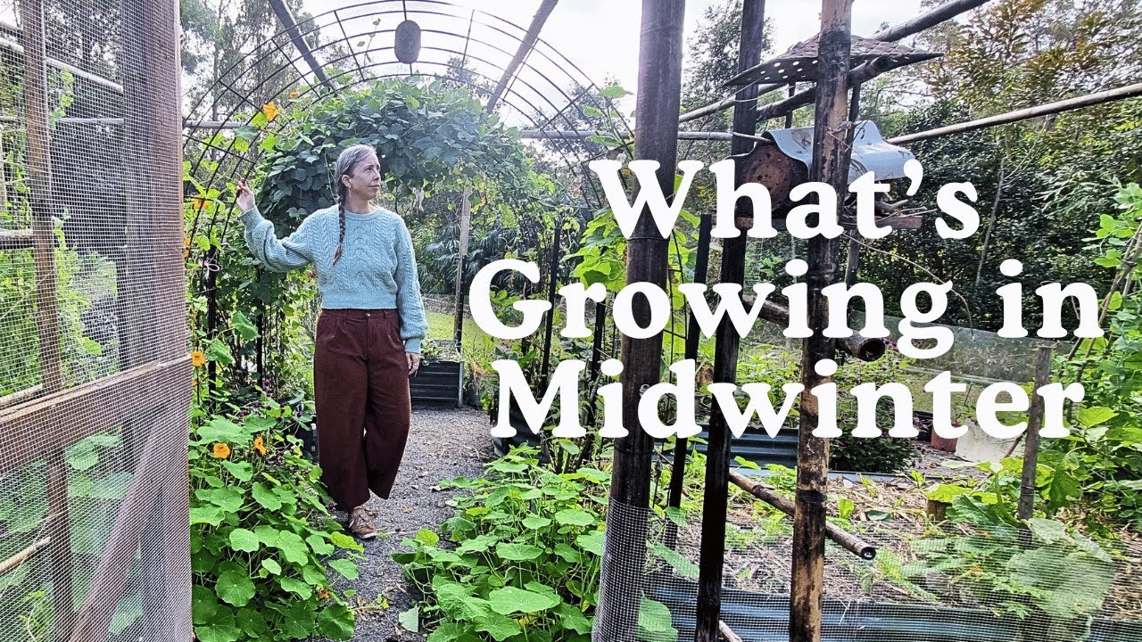 What's growing in my midwinter subtropical garden in Australia. 🌿Mini Homestead Garden Tour.🌼