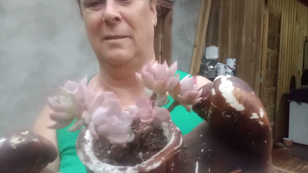 Todas plantadas 