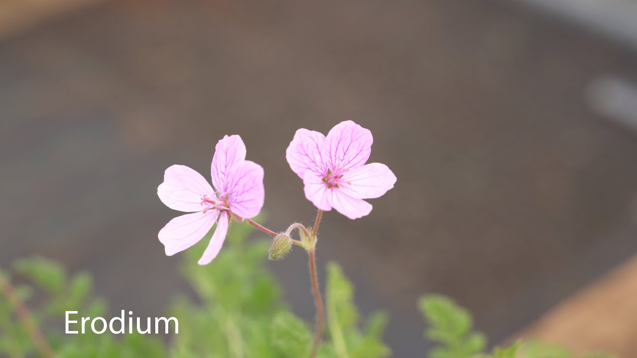 Erodium | Stork's-bills