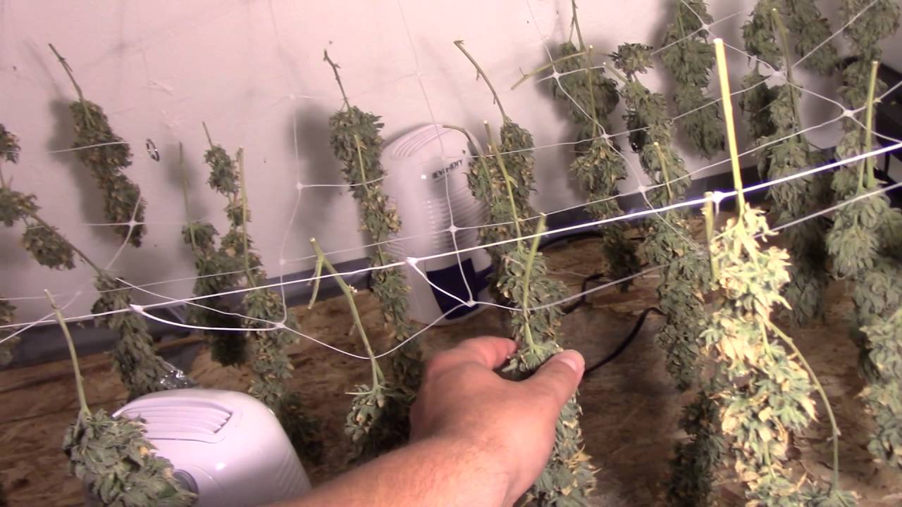 How to dry cannabis (humidity issues)