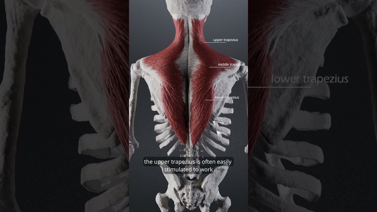 Is your upper trap overactive? #anatomy  #trapezius  #biomechanics  #medical #physiotherapy