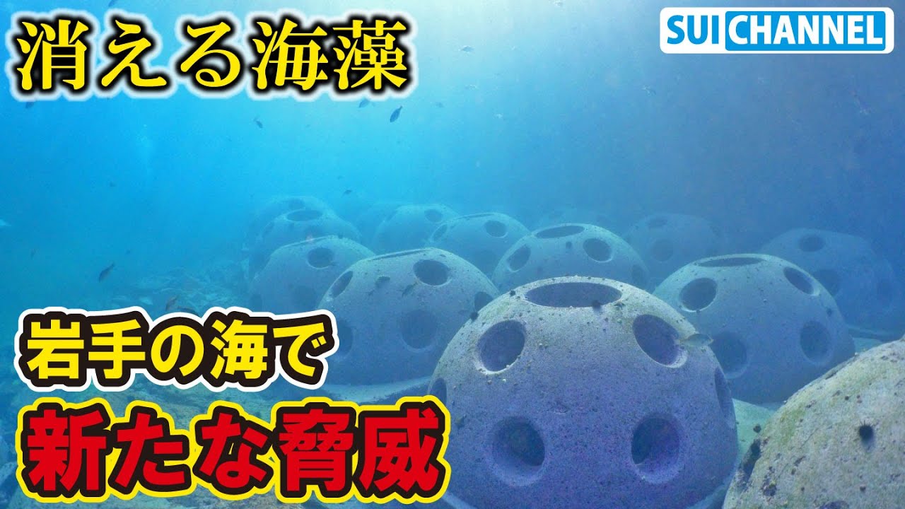 新たな脅威！岩手の海でも海藻を食べる魚が急増していた…