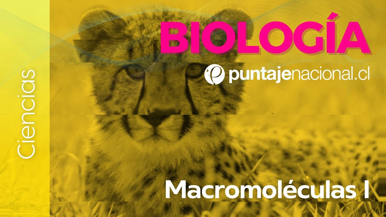 PAES | Biología | Macromoléculas I