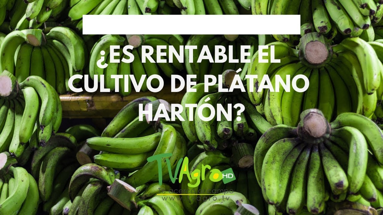 ¿Es RENTABLE el cultivo de PLÁTANO HARTÓN? - TvAgro por Juan Gonzalo Angel