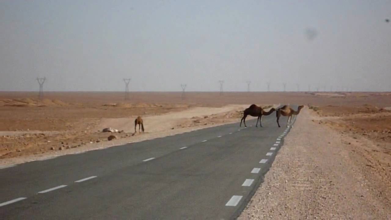 velbloudi