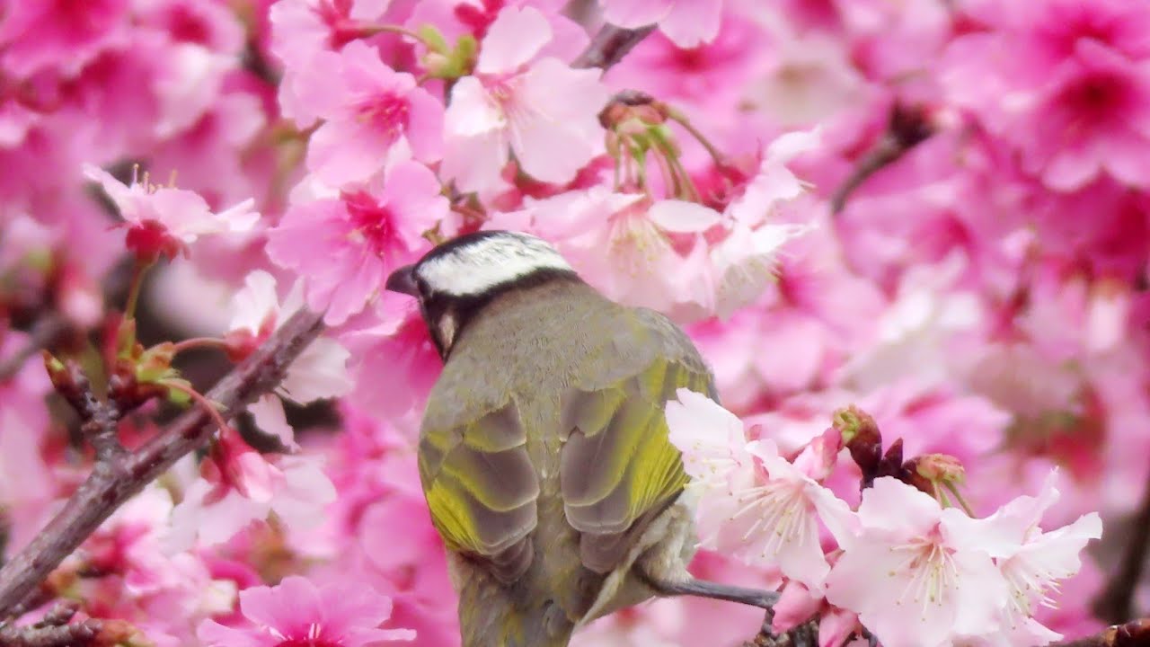 20260211象山公園的櫻＆鳥