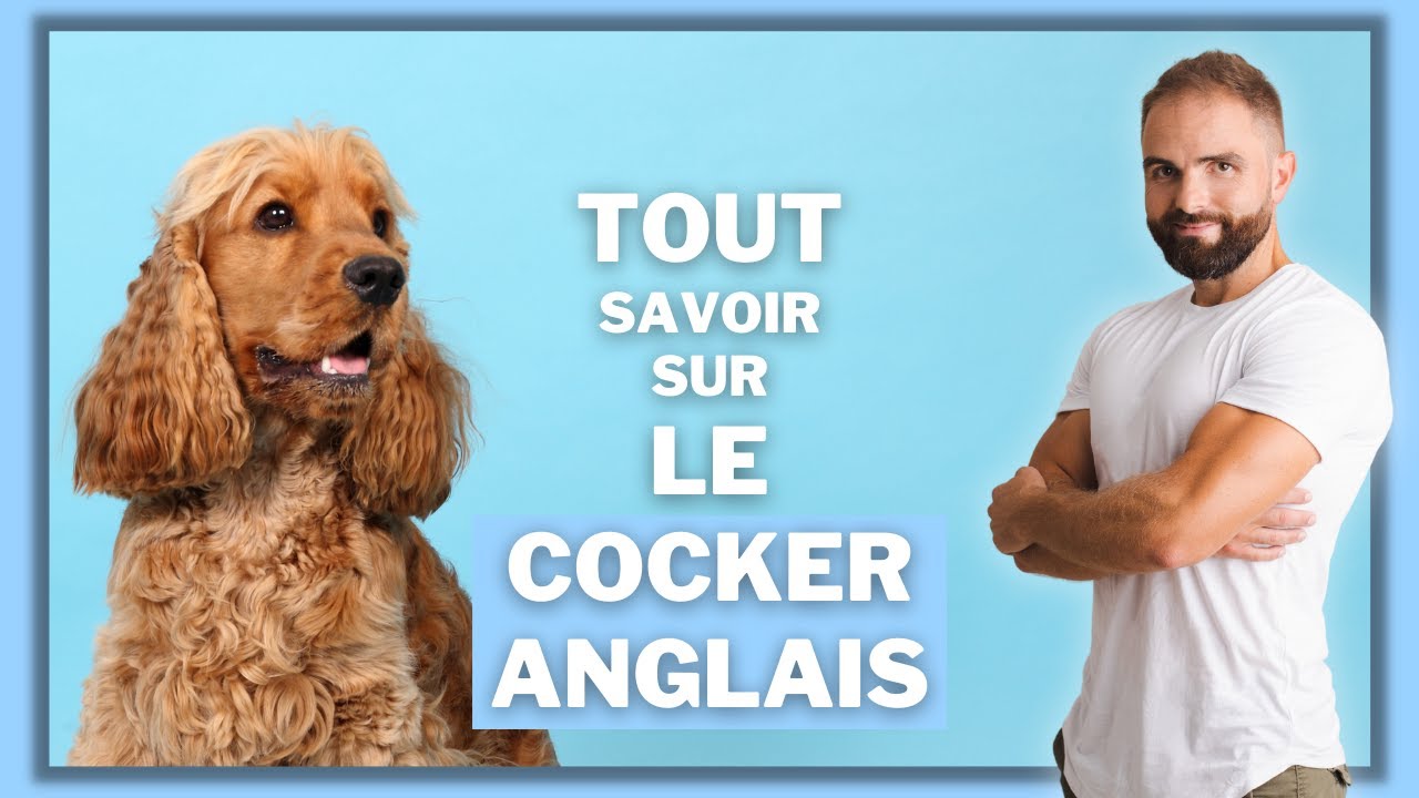 Race de chien Cocker anglais : caractère, dressage, comportement, santé de ce chien de race...