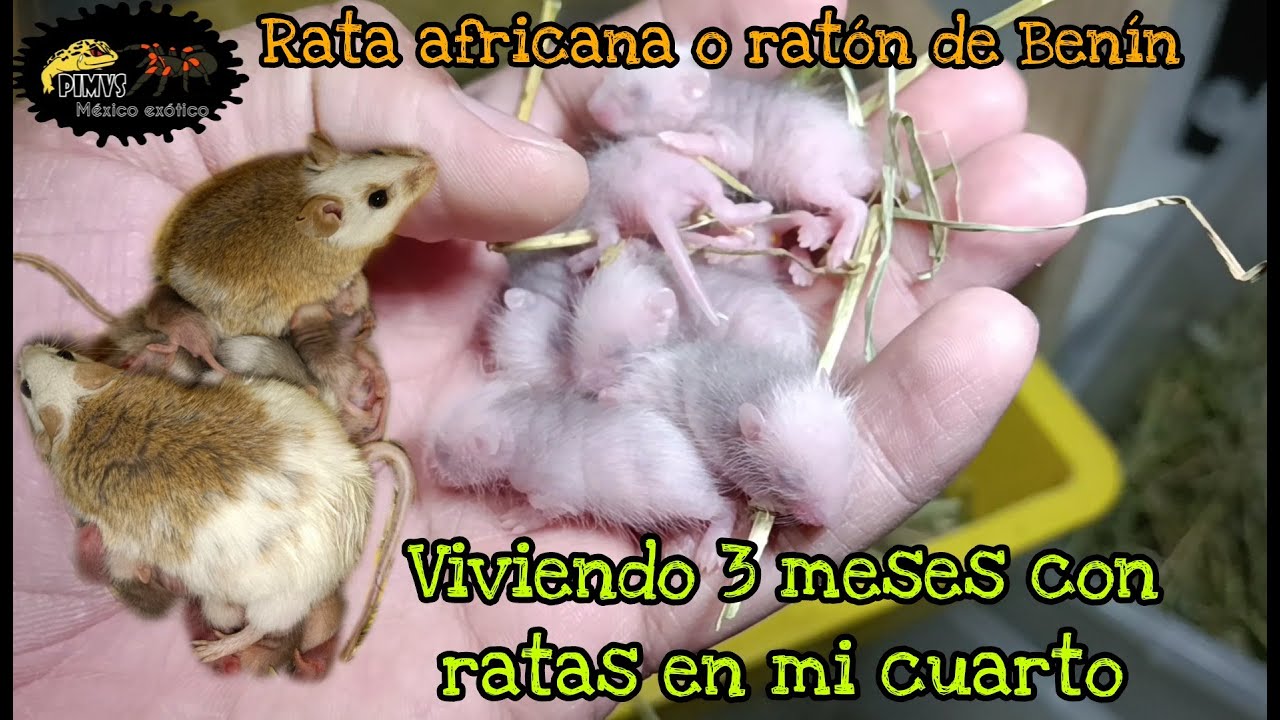Tres meses viviendo con ratas en mi cuarto