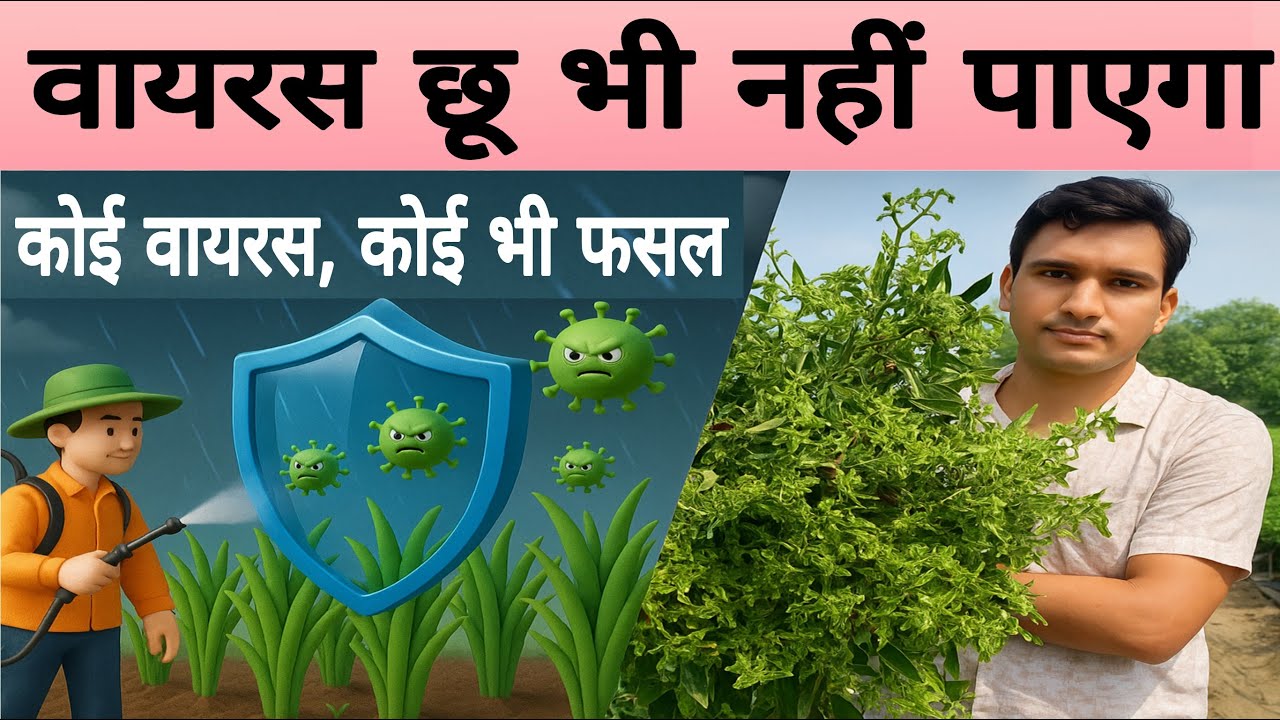 फसलों से वायरस गायब &ndash; बिना महंगी दवा के 100% असरदार तरीका | 💯% virus 🦠 control |