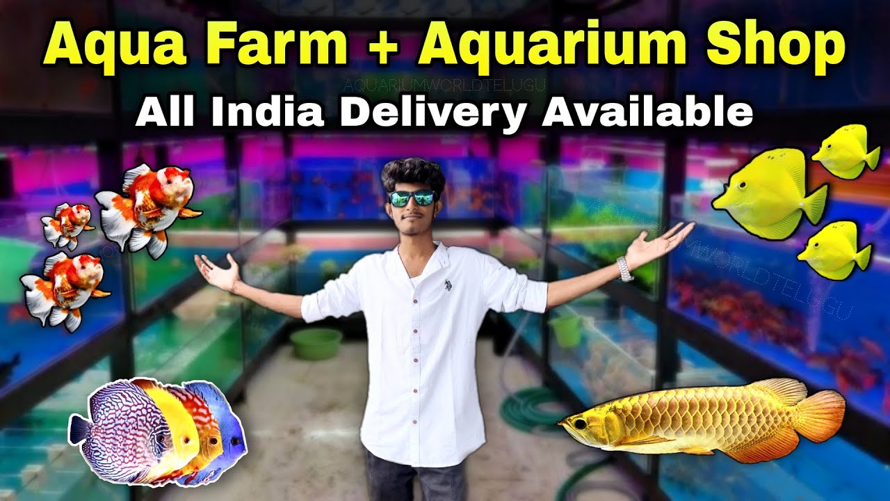Fish Farm, Aquarium Shop Visit : Fish & Live Cultures : Aquarium World Telugu