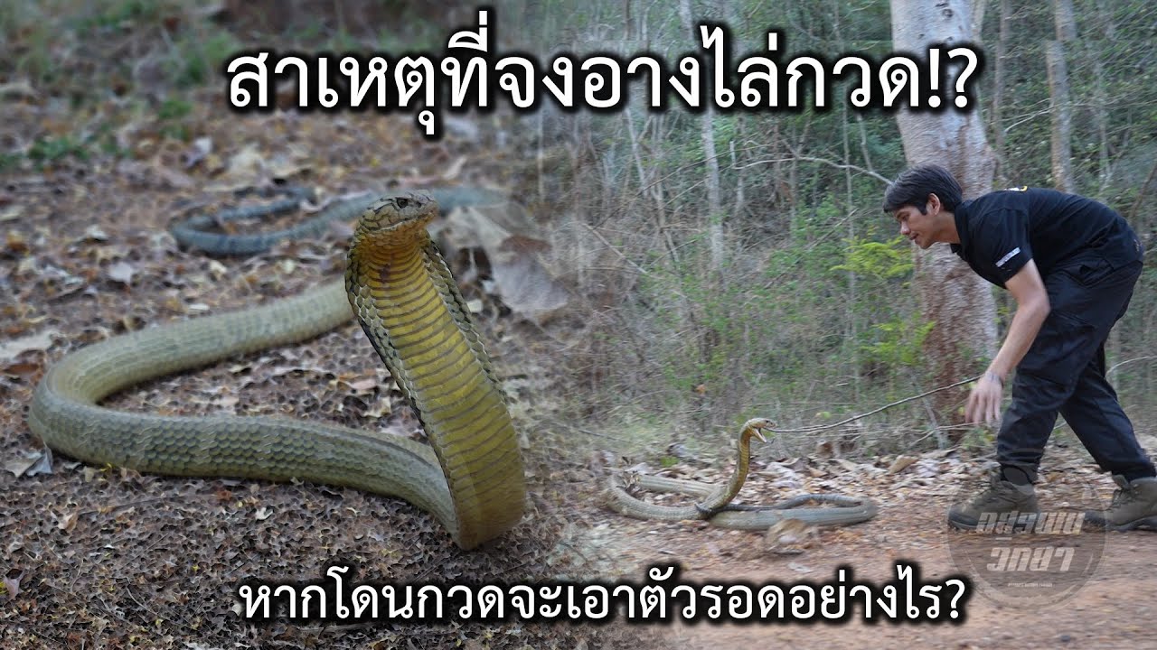 สาเหตุที่จงอางไล่กวด! หากโดนกวดจะเอาตัวรอดอย่างไร? อสรพิษวิทยา EP.285
