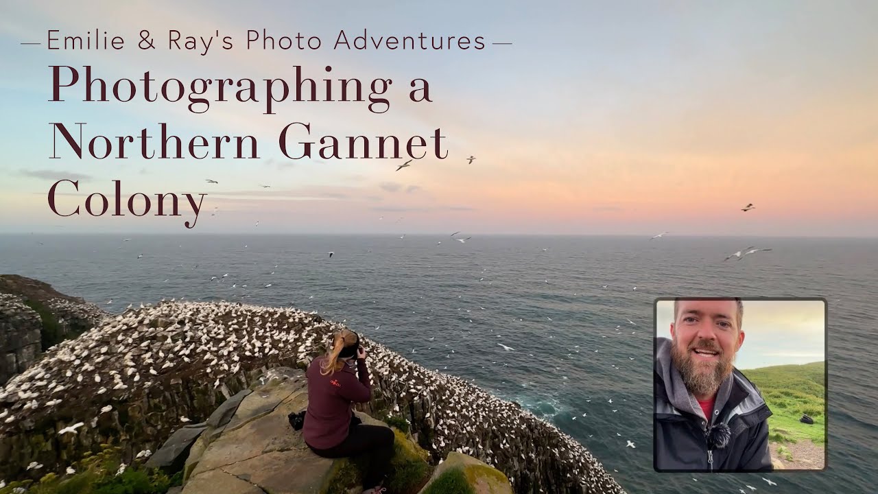 Emilie & Ray Photograph a Northern Gannet Colony - with @EmmieOnTheRoad