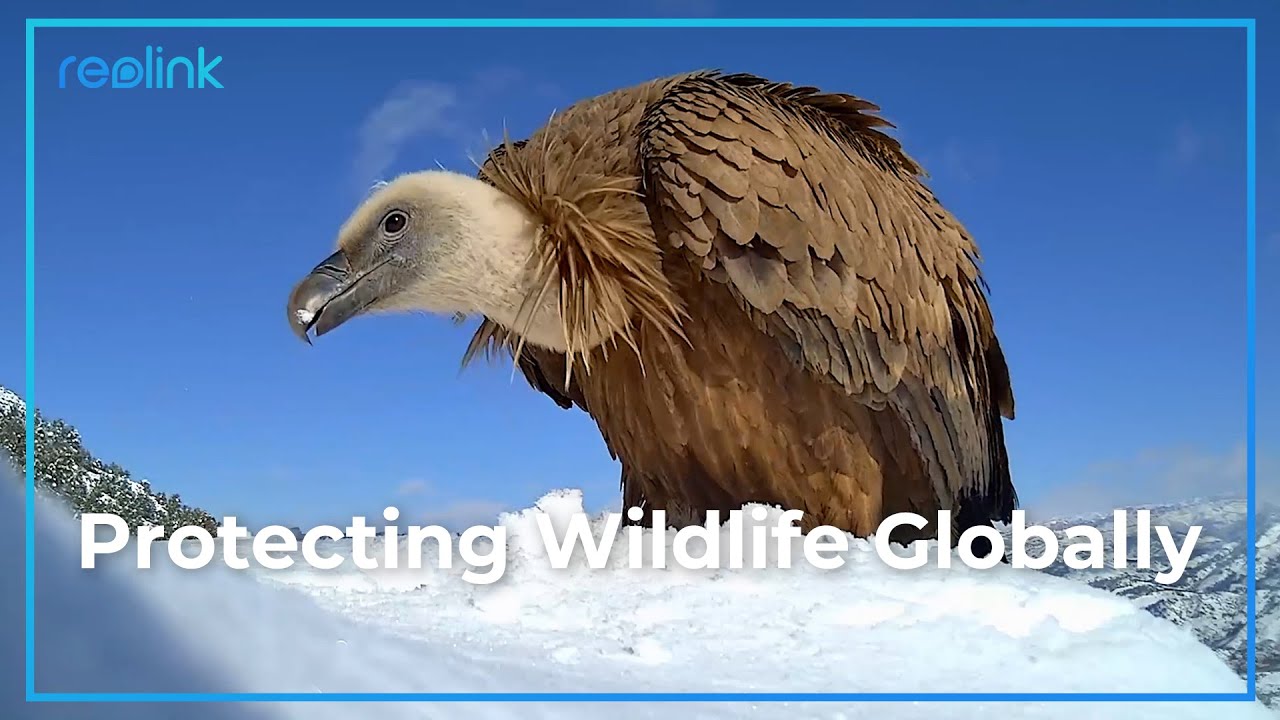 Reolink: Your Eyes on the Wild - Celebrate Earth Day by Monitoring Animals!