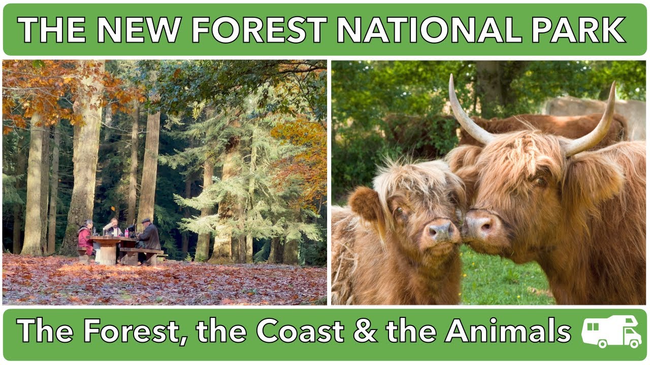 THE NEW FOREST NATIONAL PARK, ENGLAND, UK  - The Forest, The Coast and the Animals.