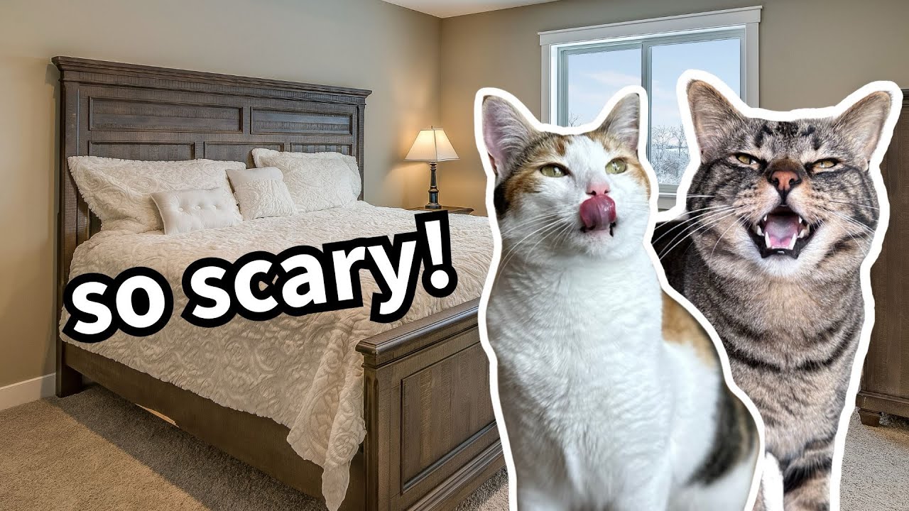 My Cat Got STUCK in the CEILING (and I couldn’t get him down…)