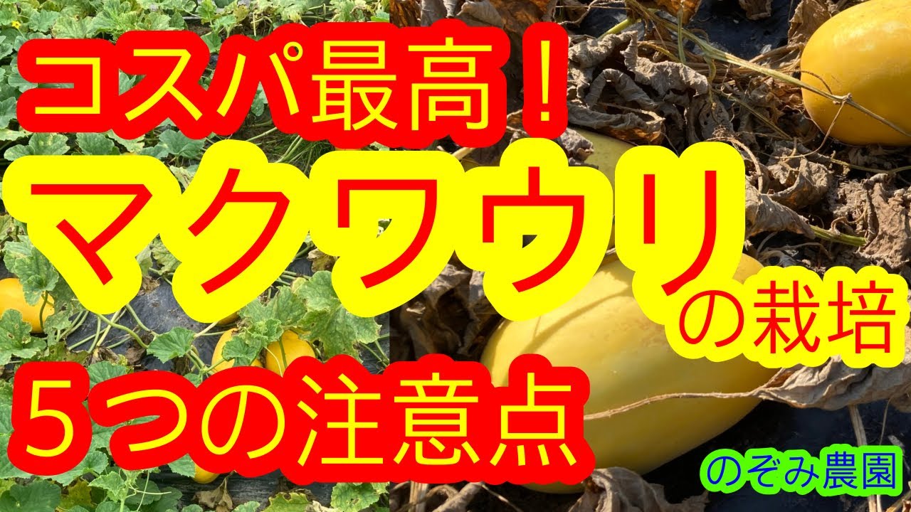 【マクワウリ】メロンの一種　マクワウリの栽培方法と５つのコツを解説します