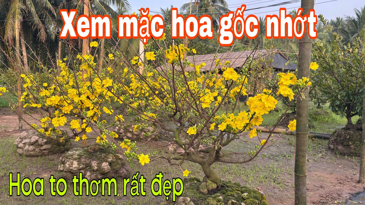 Chia sẻ bí 2 tầng mẫu cây bệ ( Zalo) 0983946649 ngày 22/1/2026