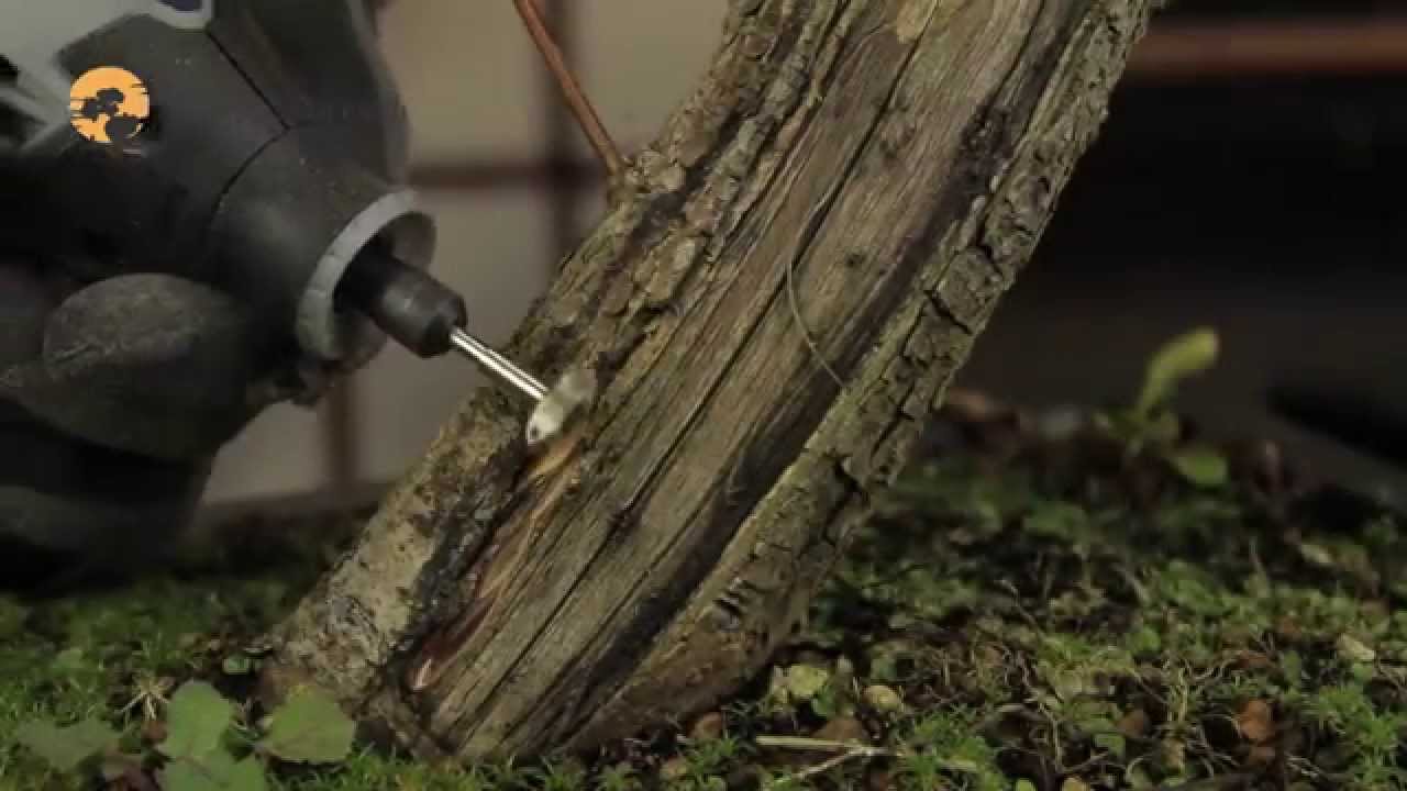 23) Creating Shari Deadwood - Creating Bonsai Deadwood - Bonsai Technique Series