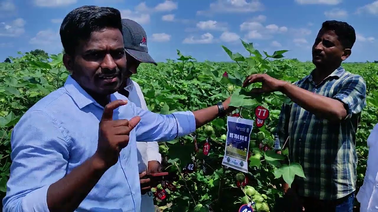 #Seedworks ಯುಎಸ್ ಅಗ್ರಿ ಸೀಡ್ಸ್  Cotton hybrid US704 ಕ್ಷೇತ್ರೋತ್ಸವ Wadagera, Yadagiri.