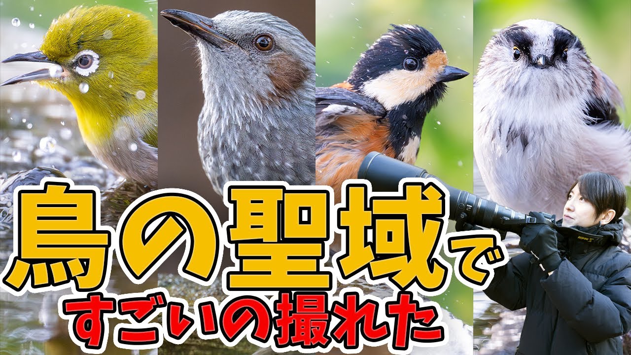 鳥の聖域に行ったらすごいの撮れた 野鳥撮影 NikonZ800mmf6.3S