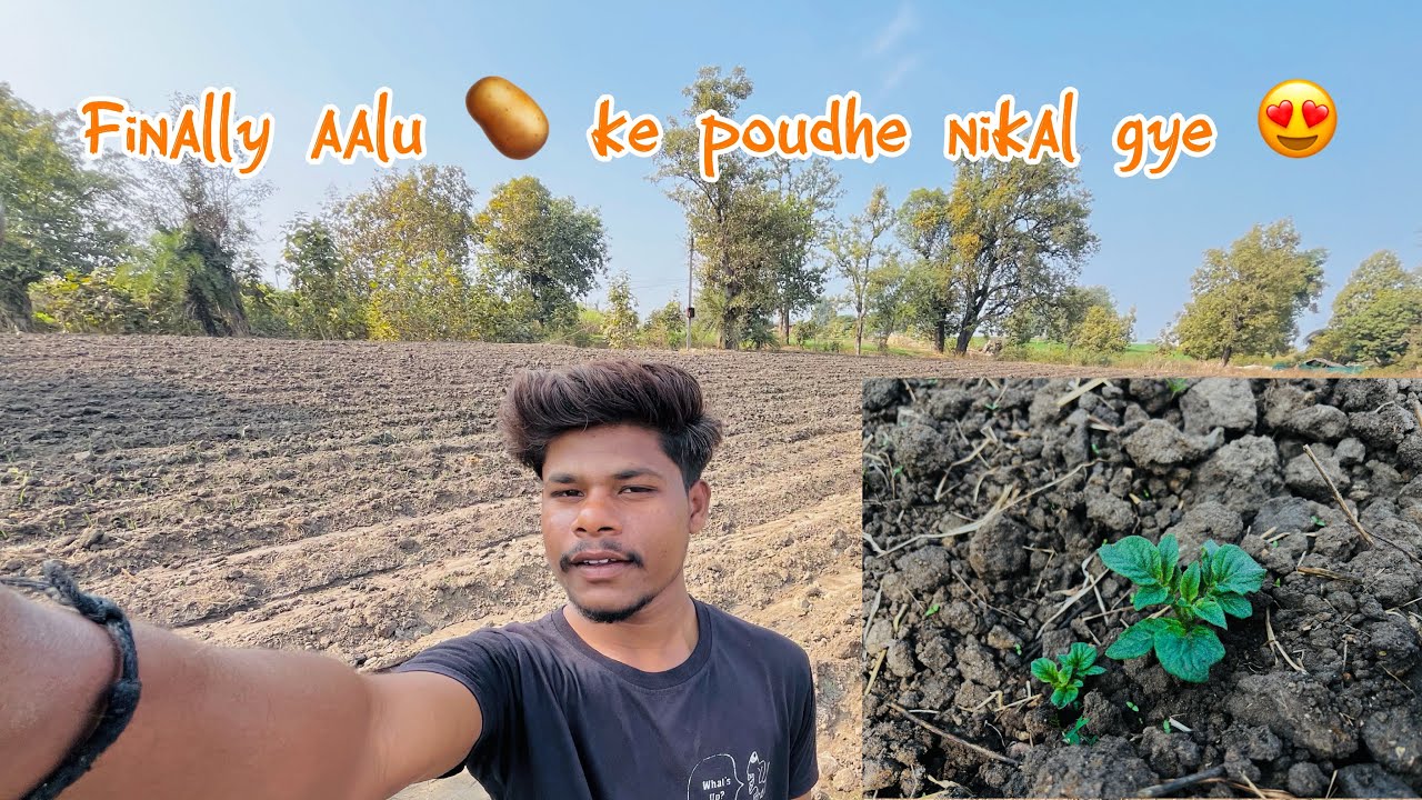 Finally aalu  🥔 ke poudhe nikal gye || aalu 🥔 ki kheti 🧑‍🌾 || @Akashwdwvlog 