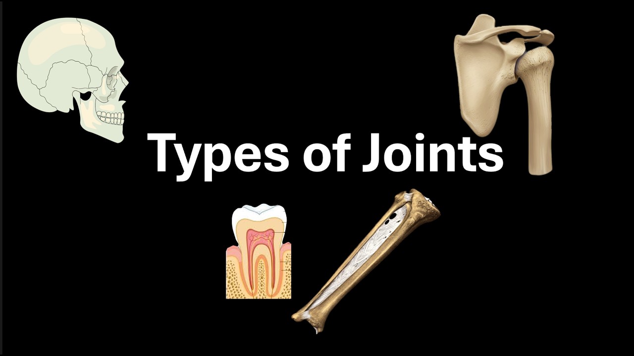 Types of Joints | Locomotion and movement | Class 12 | Zoology | Telangana | Khan Academy