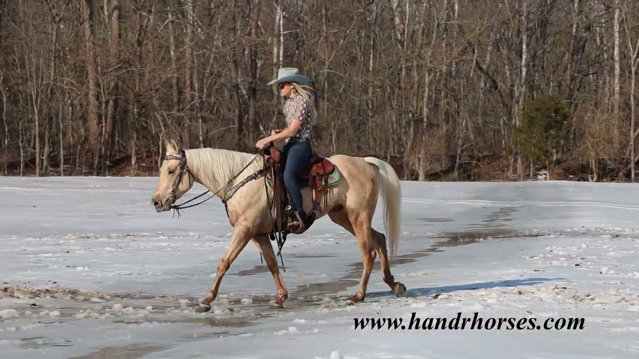 REAL SOLID, WELL BROKE, PROFESSIONALLY TRAINED AQHA PALOMINO GELDING, ROPES, RANCH WORK, TRAIL RIDE