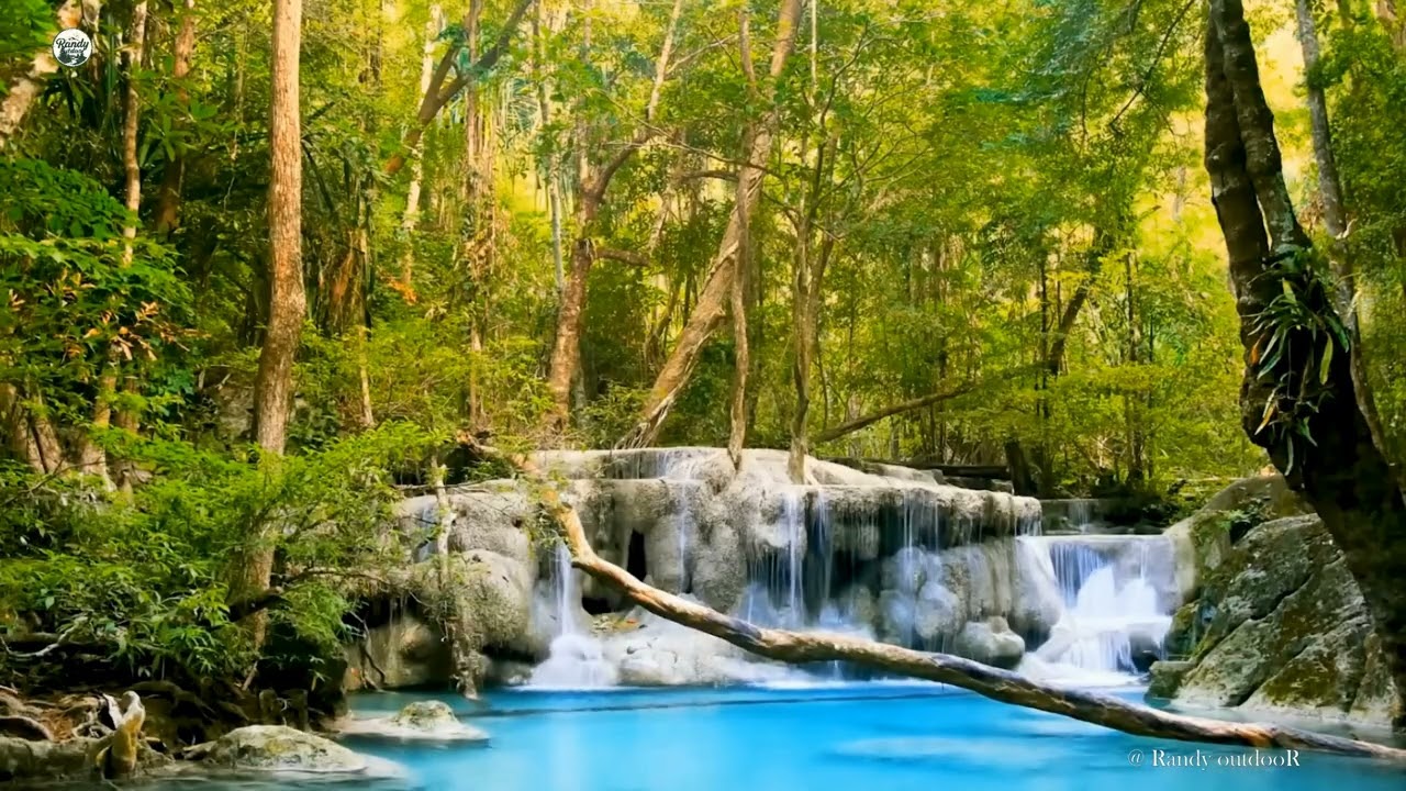 8K Nature in forest Relaxing water sounds singing birds 6hrs relaxing outdoor
