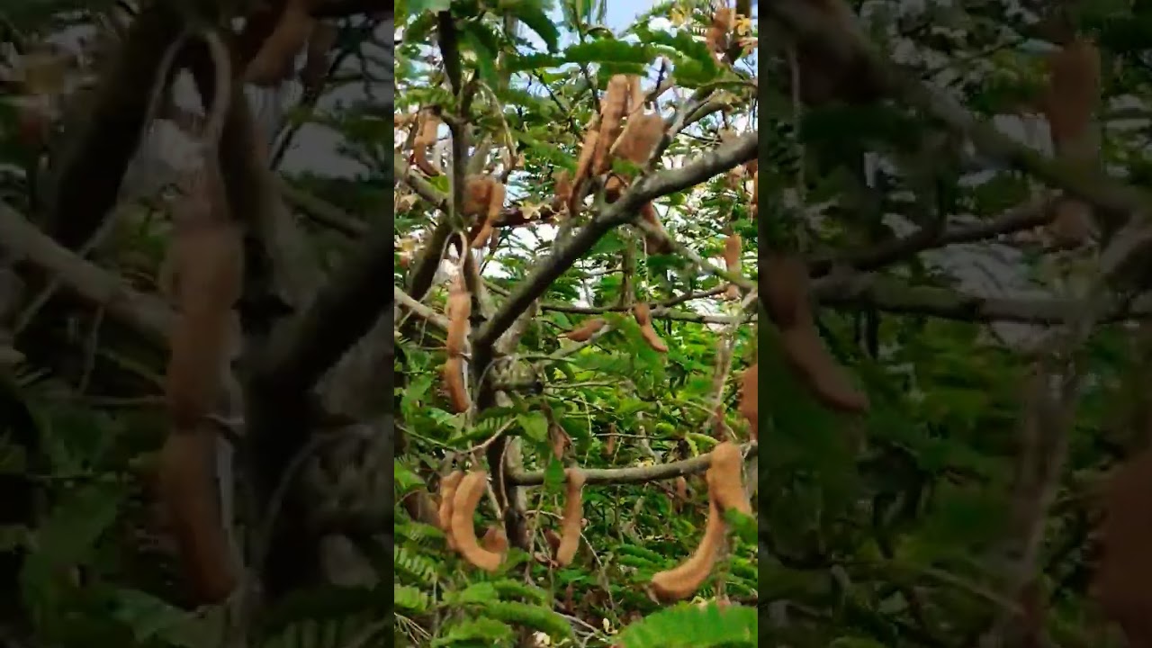 Thailand Sweet Tamarind