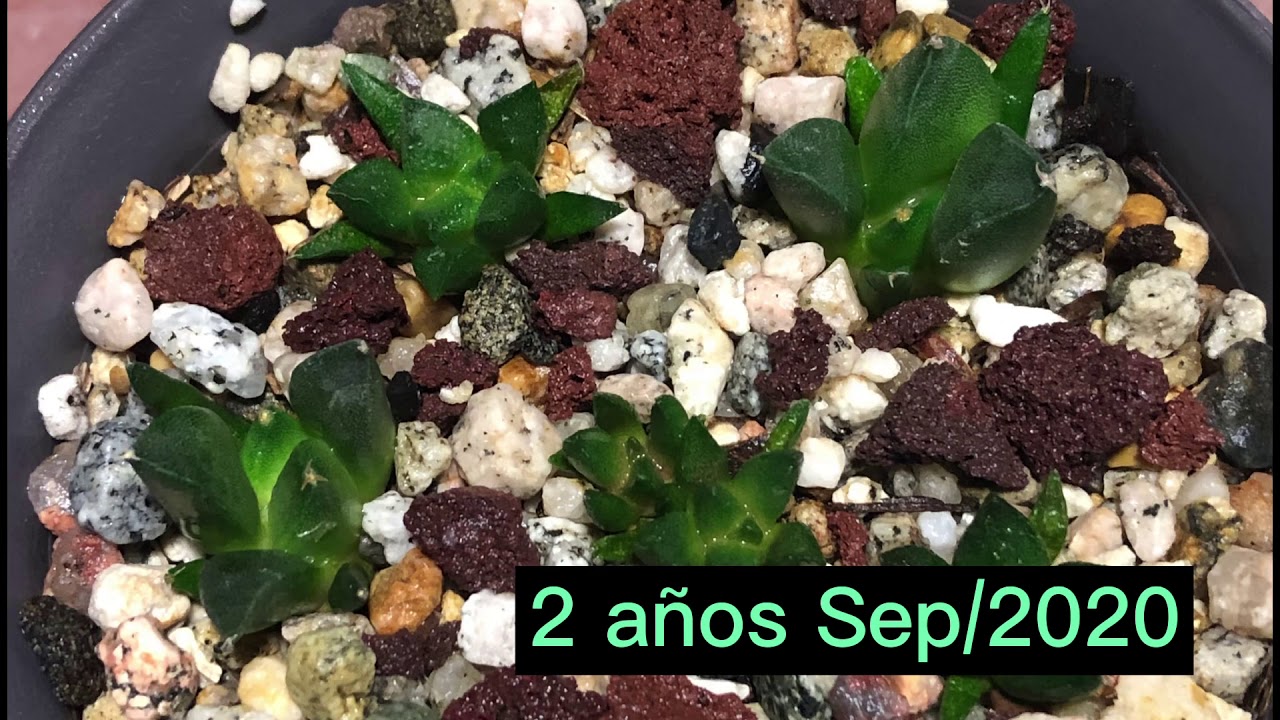Cultivó de Ariocarpus en sustrato orgánico.