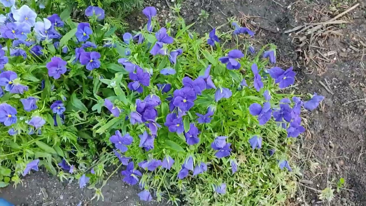 Крым . Вот и май заканчивается . Наш сад .