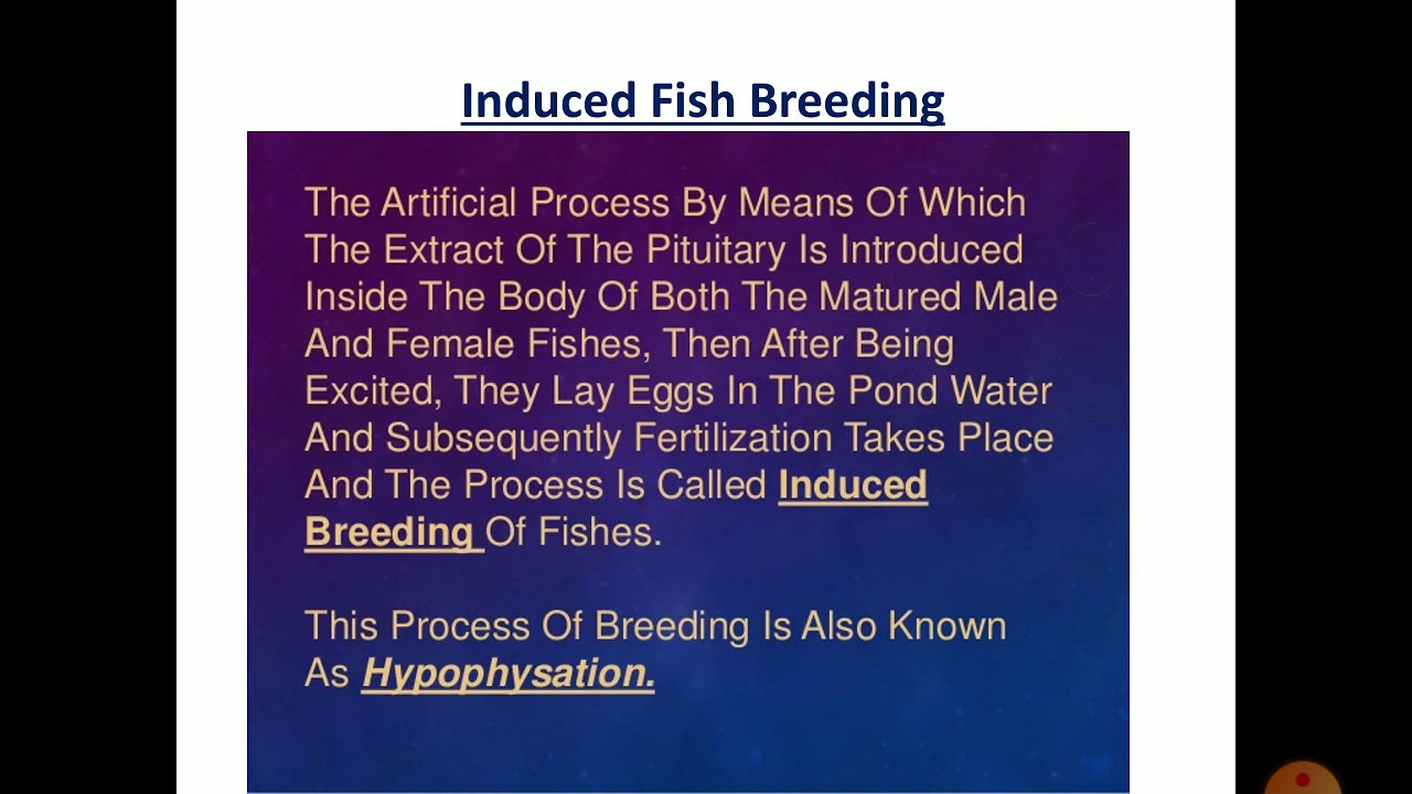 Induced breeding