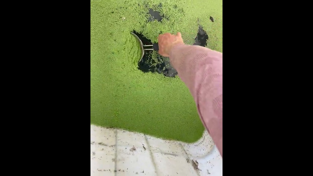 Farming duckweed for the tilapia !🐟
