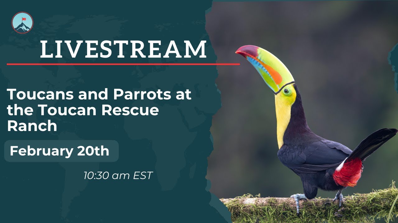 Toucans and Parrots at the Toucan Rescue Ranch