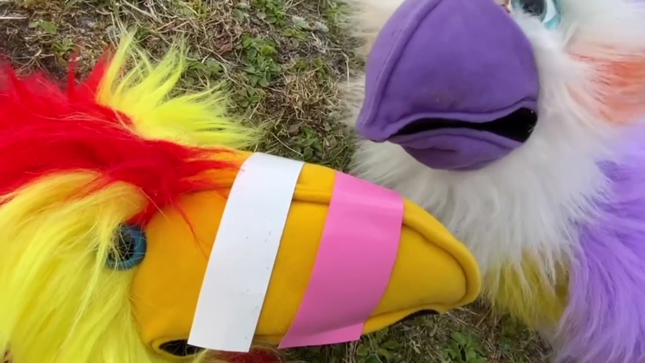 A flying visit to Shetland -  Let's Circus meet the Eggsperts!