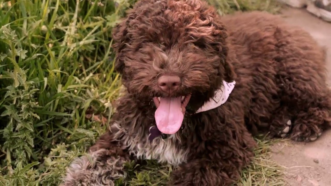 Day with 4 month old puppy, lagotto romangolo breed